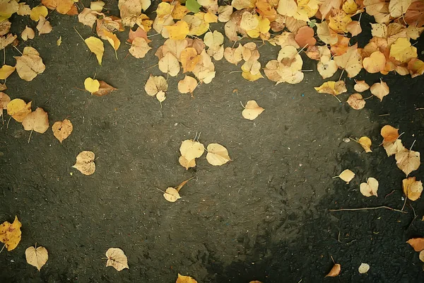 Caída Hojas Húmedas Fondo Fondo Otoño Hojas Amarillas Caídas Los — Foto de Stock