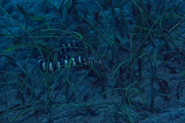 Seeschlange Unter Wasser Reptil Unter Wasser Szene Gefährliches Gift Natter — Stockfoto