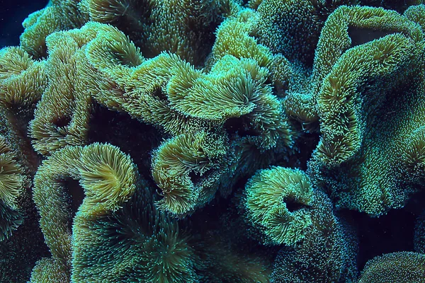 Κοραλλιογενή Ύφαλο Μακρο Υφή Αφηρημένο Θαλάσσιο Οικοσύστημα Φόντο Κοραλλιογενή Ύφαλο — Φωτογραφία Αρχείου