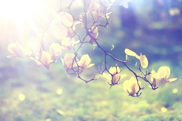 Magnolia Blossom Voorjaar Tuin Mooie Bloemen Lente Achtergrond Roze Bloemen — Stockfoto