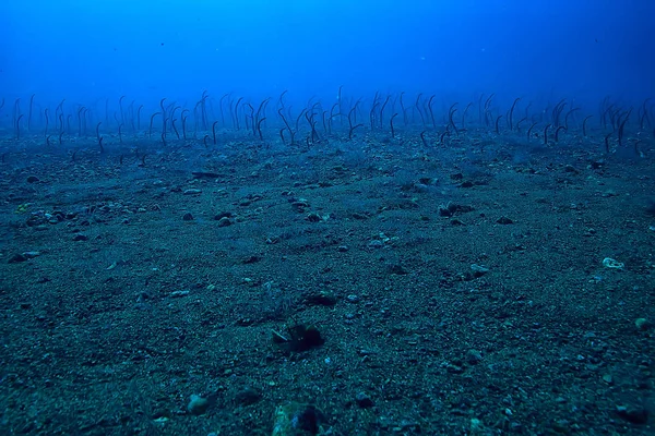 Enguias Marinhas Subaquáticas Enguias Jardim Cobras Marinhas Animais Selvagens Oceano — Fotografia de Stock