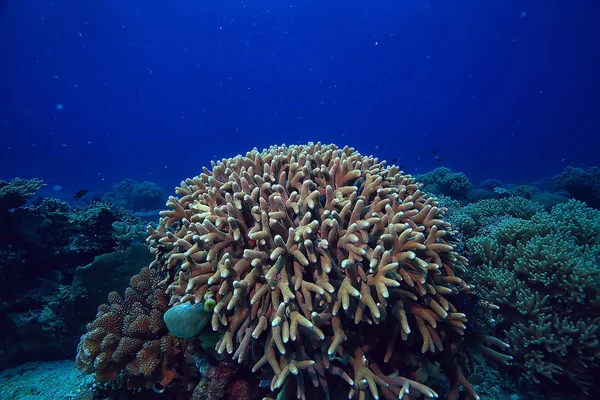 Podmořský Svět Modrá Mořská Divočina Světový Oceán Úžasný Podmořský — Stock fotografie