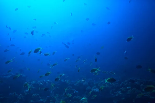 Θαλάσσιο Οικοσύστημα Υποβρύχια Θέα Γαλάζιος Ωκεανός Άγρια Φύση Στη Θάλασσα — Φωτογραφία Αρχείου