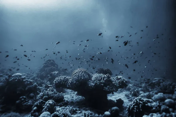 Κοραλλιογενή Ύφαλο Υποβρύχια Θαλάσσια Κοραλλιογενή Λιμνοθάλασσα Ωκεάνιο Οικοσύστημα — Φωτογραφία Αρχείου