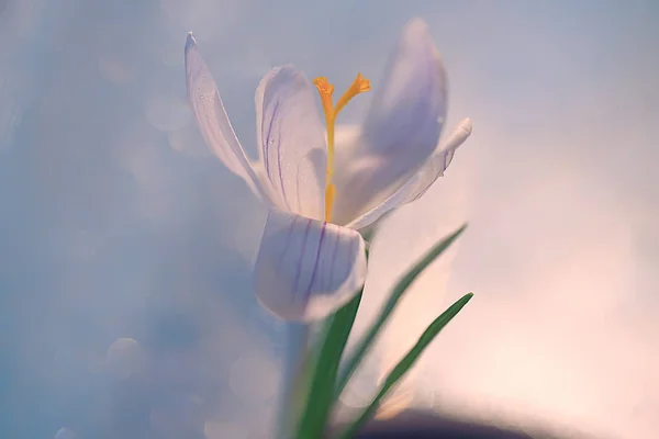 Biały Krokus Wiosenny Kwiat Wiosna Streszczenie Tło Koncepcja Natury — Zdjęcie stockowe