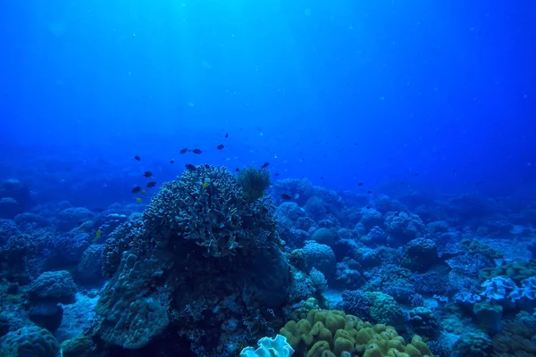 underwater sponge marine life / coral reef underwater scene abstract ocean landscape with sponge