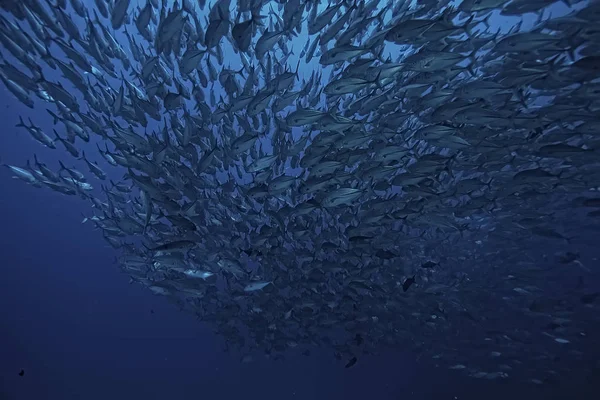 Muitos Caranx Subaquático Grande Rebanho Peixes Mundo Subaquático Oceano Sistema — Fotografia de Stock