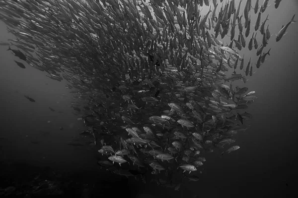 Muitos Caranx Subaquático Grande Rebanho Peixes Mundo Subaquático Oceano Sistema — Fotografia de Stock