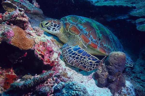 Meeresschildkröte Unterwasser Exotische Natur Meer Tier Unterwasserschildkröte — Stockfoto