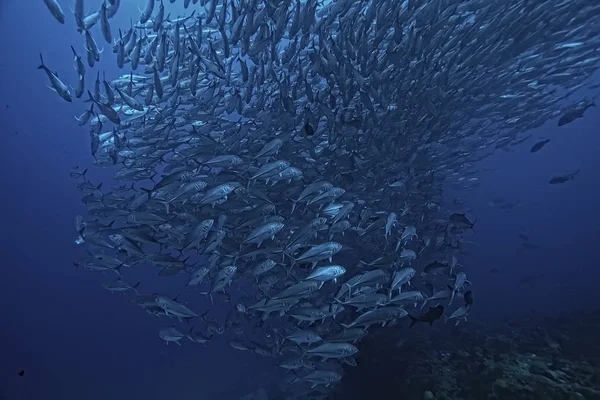 Muitos Caranx Subaquático Grande Rebanho Peixes Mundo Subaquático Oceano Sistema — Fotografia de Stock