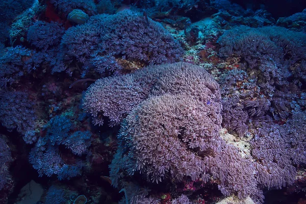 Sottomarino Oceano Paesaggio Mondo Sottomarino Scena Blu Idillio Natura — Foto Stock