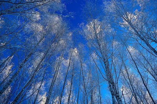 Paisagem Inverno Floresta Clima Nevado Janeiro Bela Paisagem Floresta Nevada — Fotografia de Stock