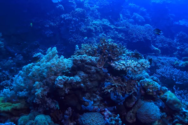 Υποβρύχια Σκηνή Κοραλλιογενή Ύφαλο World Ωκεανό Άγριας Πανίδας Τοπίο — Φωτογραφία Αρχείου