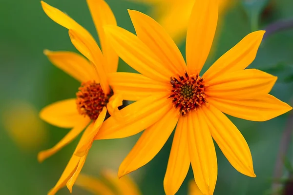 美しい夏の背景の花 — ストック写真