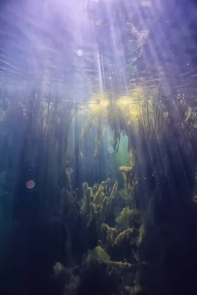 水中景観を沼澄んだ水の中の抽象 くぼんだ木と藻類 エコロジー水中世界 — ストック写真