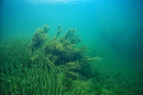 Podvodní Zelená Krajina Příroda Podmořské Ekologické Ekologie Jezero Divoké Potápění — Stock fotografie