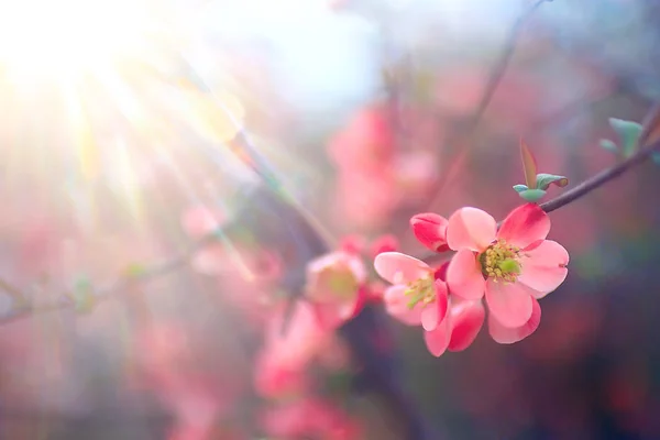 Нежные Весенние Цветы Фон Красивая Картина Цветущих Ветвей — стоковое фото