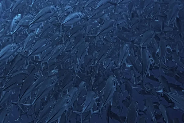 Many Caranx Underwater Large Fish Flock Underwater World Ocean Ecological — Stock Photo, Image