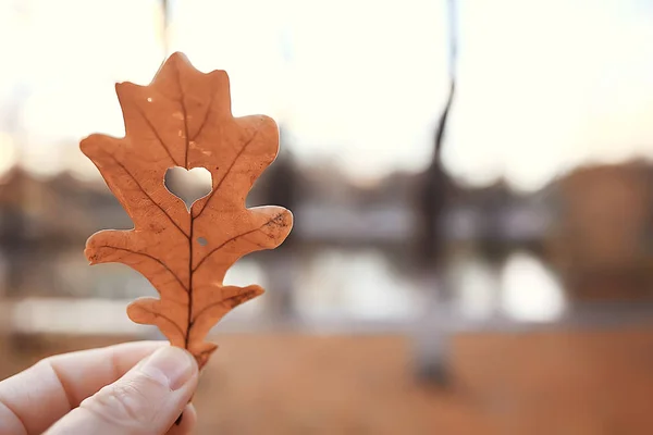 Herbst Herz Auf Eiche Gelbes Blatt Herz Symbol Herbstdekoration Konzept — Stockfoto