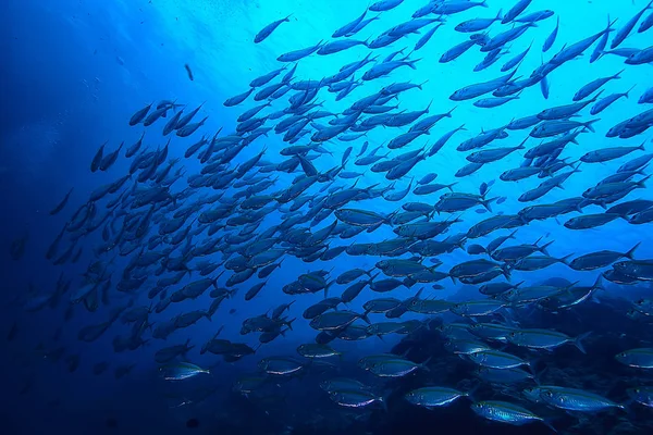 Scad Pamb Unter Wasser Meer Ökosystem Große Fischschwärme Auf Blauem — Stockfoto