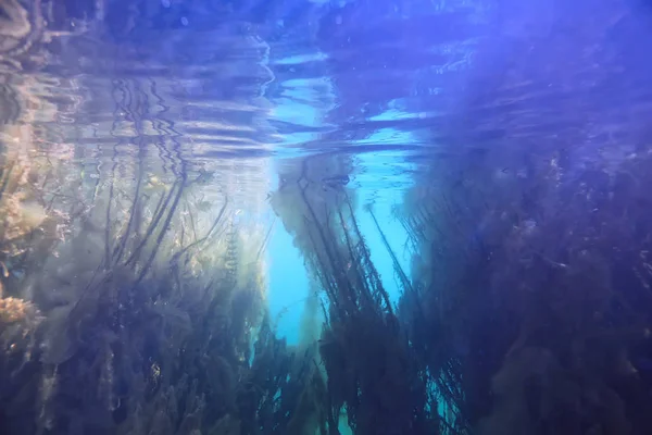 Lasy Namorzynowe Podwodny Krajobraz Tło Abstrakcyjne Krzewy Drzewa Wodzie Przezroczysty — Zdjęcie stockowe