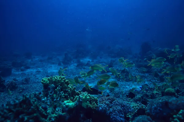 Scena Subacquea Barriera Corallina Mondo Oceano Fauna Selvatica Paesaggio — Foto Stock