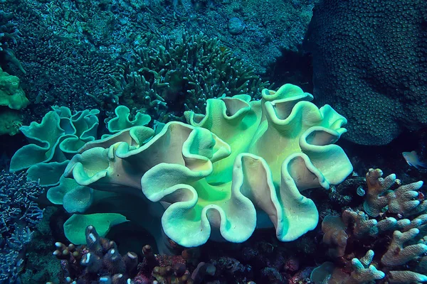 Arrecife Coral Macro Textura Fondo Abstracto Del Ecosistema Marino Arrecife — Foto de Stock