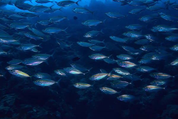 Scad Jamb Water Sea Ecosystem Large School Fish Blue Background — Stock Photo, Image