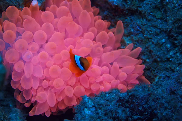 Pagliaccio Barriera Corallina Macroscena Subacquea Vista Del Pesce Corallo Immersioni — Foto Stock