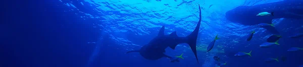 クジラのサメシーン風景 抽象的な水中の大きな海の魚 ダイビング シュノーケリング — ストック写真