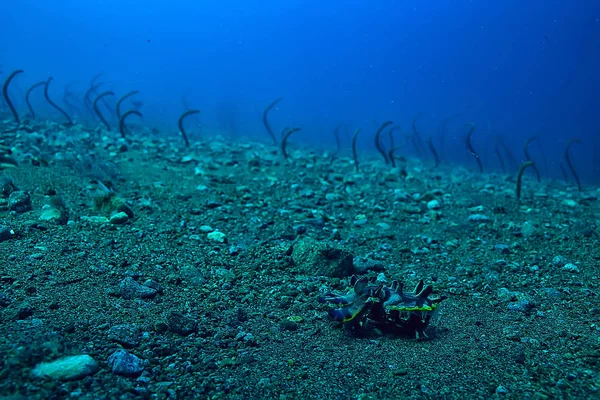 Cuttlefish Subaquático Subaquático Mundo Vida Marinha Animais Selvagens Mergulho Oceano — Fotografia de Stock