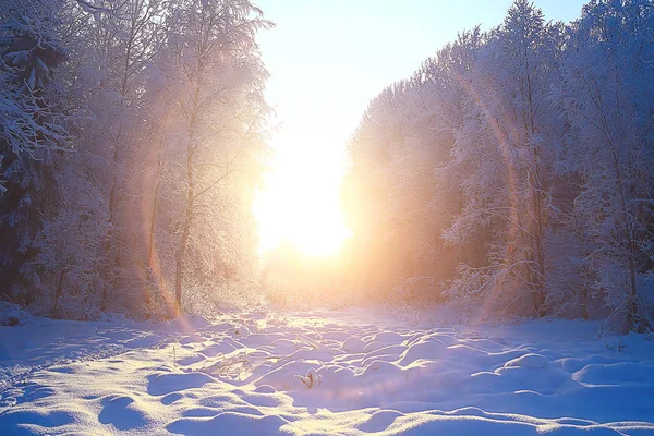 Coucher Soleil Dans Forêt Hiver Coucher Soleil Février Dans Parc — Photo