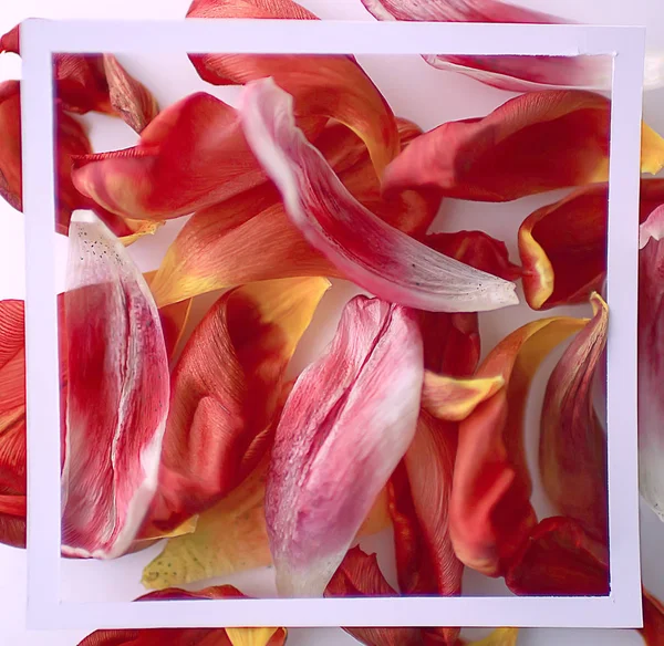 Petali Multicolori Cornice Sfondo Astratto Sfondo Primavera Campo Fiori — Foto Stock