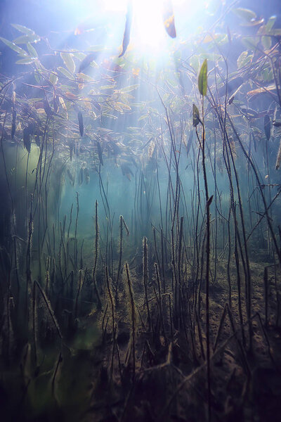 Submerged trees flooded underwater / lake fresh jungle water ecology beautiful landscape