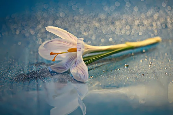 Біла Квітка Весняної Крупи Весняний Абстрактний Фон Концепція Природи — стокове фото