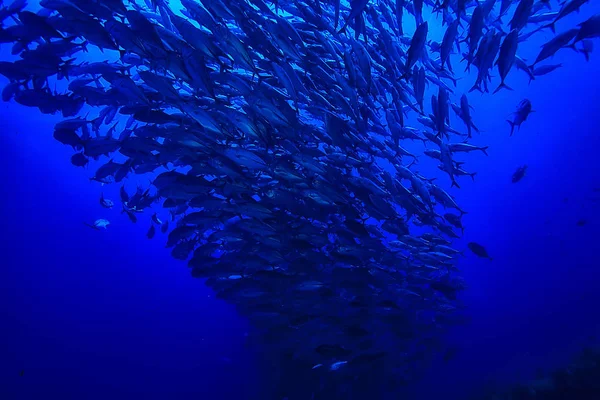 Sok Caranx Víz Alatti Nagy Halállomány Víz Alatti Világ Óceán — Stock Fotó