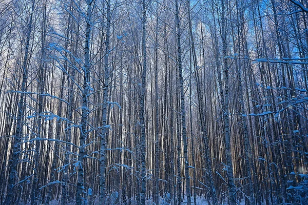 Paesaggio Invernale Nella Foresta Tempo Nevoso Gennaio Bellissimo Paesaggio Nella — Foto Stock