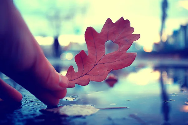 Cuore Autunnale Foglia Gialla Quercia Simbolo Del Cuore Nella Decorazione — Foto Stock