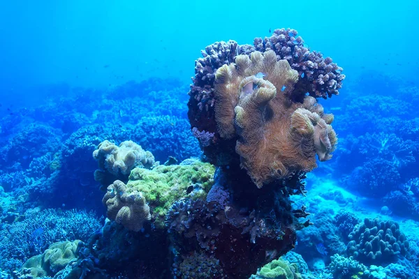 Podmořský Svět Modrá Mořská Divočina Světový Oceán Úžasný Podmořský — Stock fotografie