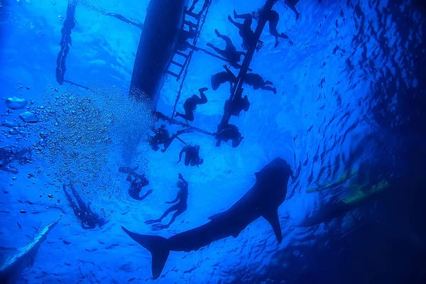 Ψαροντούφεκο Φαλαινοκαρχαρίας Φιλιππίνες Καταδύσεις Καρχαρίες Υποβρύχια Σκηνή — Φωτογραφία Αρχείου
