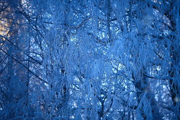 冬季景观在森林 雪的天气在一月 美丽的景观在雪的森林 — 图库照片