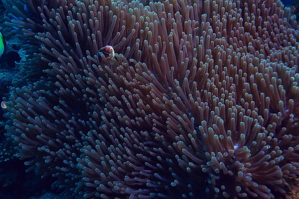 Recifes Coral Subaquático Mar Lagoa Coral Ecossistema Oceânico — Fotografia de Stock