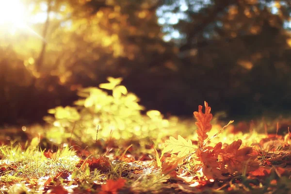 秋の濡れた葉の背景 秋の背景 木々から落ちた黄色の葉 葉の秋 秋の公園 — ストック写真
