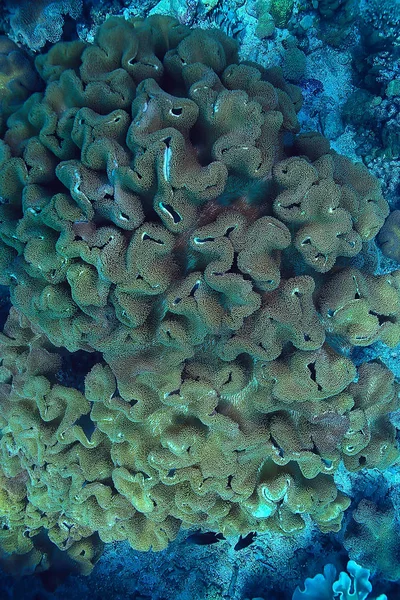 Arrecife Coral Macro Textura Fondo Abstracto Del Ecosistema Marino Arrecife —  Fotos de Stock