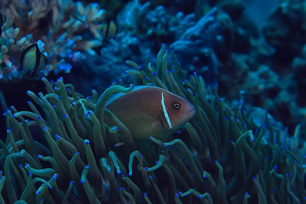 クラウンフィッシュコーラルリーフ マクロ水中シーン サンゴの魚の眺め 水中ダイビング — ストック写真