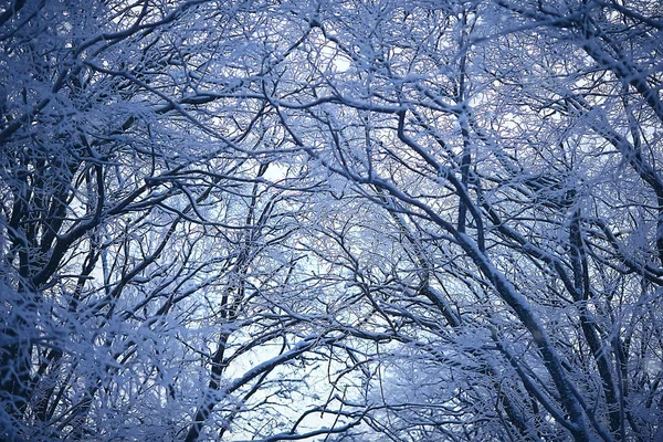 Αφηρημένη Φόντο Τοπίο Χειμώνα Δάσος Παγετό Καλυμμένα Κλαδιά Δέντρων Χιονισμένος — Φωτογραφία Αρχείου