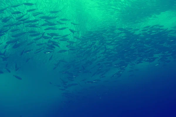 Кораловий Риф Старовинне Тонування Незвичайний Пейзаж Підводне Життя Океанічна Природа — стокове фото