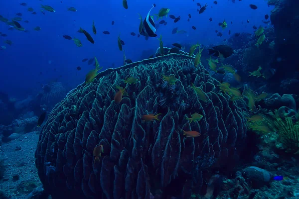 海洋生態系水中ビュー 青い海の野生の自然 抽象的な背景 — ストック写真