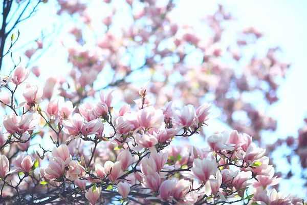 Μανόλια Ανθίσει Κήπο Άνοιξη Όμορφα Λουλούδια Άνοιξη Φόντο Ροζ Λουλούδια — Φωτογραφία Αρχείου