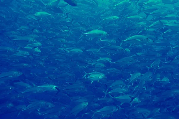 Coral Reef Vintage Toning Ongewoon Landschap Onderwaterleven Oceaan Natuur — Stockfoto